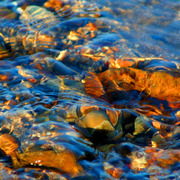Img_4443_copy_card