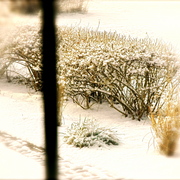 Snow5_card