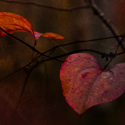Autumn_nocturne_card