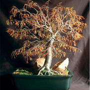 Autumn_bonsai_72_dpi_card