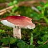 Redmushroomweb_thumb