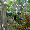 1427-coconut_grove_backyard_thumb
