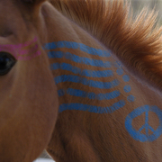 Active_ist_horse_card