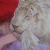 Tigre1_thumb