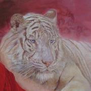 Tigre2_card