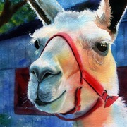 Llamafull_card