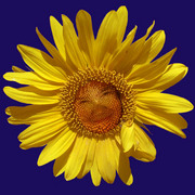 Salflower_copy_card