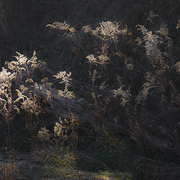 Goldenrod_dreaming_card