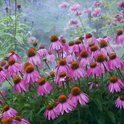 Coneflowers_card
