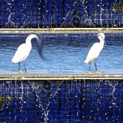 Pássaro_b_11_2006_card
