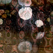 Shells_card