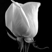 Yellowroseredobw_card