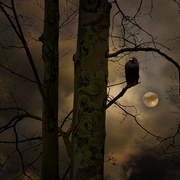 The_raven_card