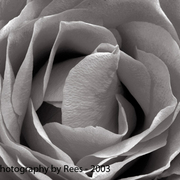 Confettirosemacro_card