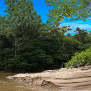1464-thick_brazilian_riverside_woods_card