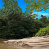 1464-thick_brazilian_riverside_woods_thumb