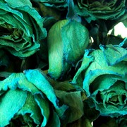 Blue_roses_card