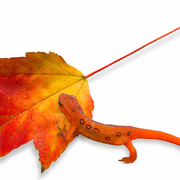 Red_spotted_newt_card