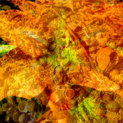 Ground_flower_card
