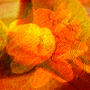 Flower_drawing_card