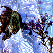 Butterfly_2_card