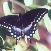 Spicebushswallowtail_card