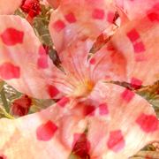 Oleander_card