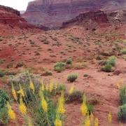 Glencanyonspring_card
