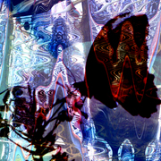 Butterfly_1a_card