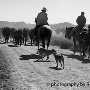 Cattleroundup-img_0479-bw-post_card