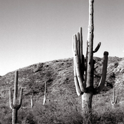 Desertgiants-post_card