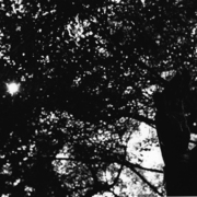 Sculpture_and_sun_through_trees_card