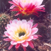 Torchcactus_card