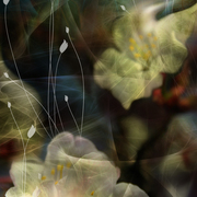 Cherryblossom1_card