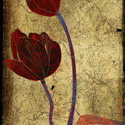 Tulipes_bd_card