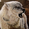 Latest_wolf__es_thumb