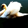Serenity_thumb