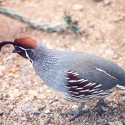 Gambelsquaila_card