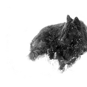 Black_dog_in_snow_card