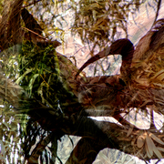 Ibis_perch_2_card