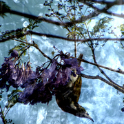 Honeyeater_card