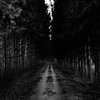Ambiance_forest_by_jfdupuis_thumb