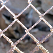 Mountain_lion_card
