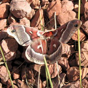 Morning_moth_card