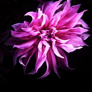 Nachtblumen_dahlien01grancanaria__card