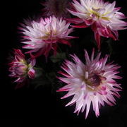 Nachtblumen_dahlien10grancanaria__card