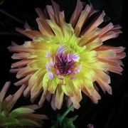 Nachtblumen_dahlien18grancanaria__card