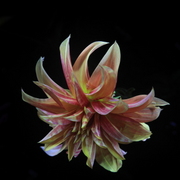 Nachtblumen_dahlien24grancanaria__card