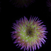 Nachtblumen_dahlien29grancanaria__card