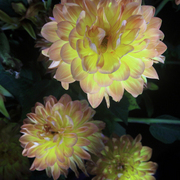 Nachtblumen_dahlien32grancanaria__card